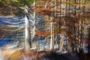 14 UWie 6 Sturm im Herbstwald